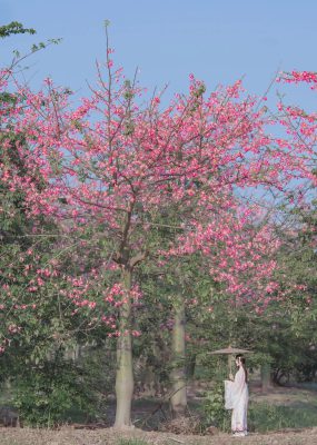 桜桃喵 – 温柔之汉服桃花